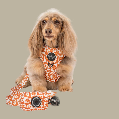 Pablo & Co. RETRO DAZIE Dog Poop Bag Holder